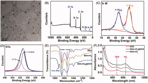 Figure 2. Preparation and characterization of BSA-IrO2@DOX NPs. (A) TEM images of BSA-IrO2 NPs. (B) The XPS survey spectrum of BSA-IrO2 NPs and the selective XPS survey spectrum corresponding to (C) Ir 4f spectra and (D) O element of BSA-IrO2 NPs. (E) FT-IR spectra of BSA, BSA-IrO2 and BSA-IrO2@DOX NPs. (F) UV-Vis spectra of DOX, BSA-IrO2 and BSA-IrO2@DOX NPs.