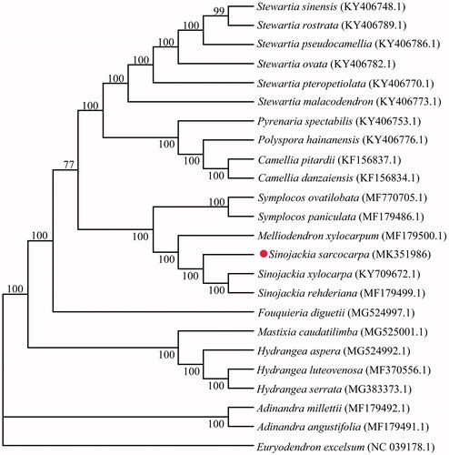 Figure 1. The NJ phylogeny constructed from 24 complete plastome sequences using MEGA6.0 software. Note: Numbers near each node represent the percentage of support when the nodes occurred among 1000 bootstraps.