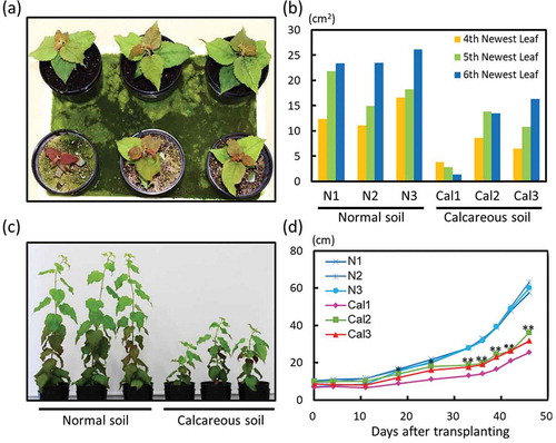 Figure 1. Growth, symptoms, and total leaf area of poplar plants grown on normal or calcareous soil. (a) Plant appearance and growth 18 days after transplanting. Upper three plants: plants grown on normal soil; lower three plants: plants grown on calcareous soil. (b) Estimated sizes of individual leaves (fourth, fifth, and sixth newest leaves) 18 days after transplanting. Leaf size was estimated as length × width × 1/2 cm2. (c) Plant appearance and growth status 43 days after transplanting. (d) Plant height from 0 to 45 days after transplanting. Cal1, Cal2, Cal3: independent plants grown on calcareous soil; N1, N2, N3: independent plants grown on normal soil. Asterisks at the top of the graph indicate significant differences (*P < 0.05; **P < 0.01) in plant height between normal soil and calcareous soil cultivation, as determined via Student’s t-test.