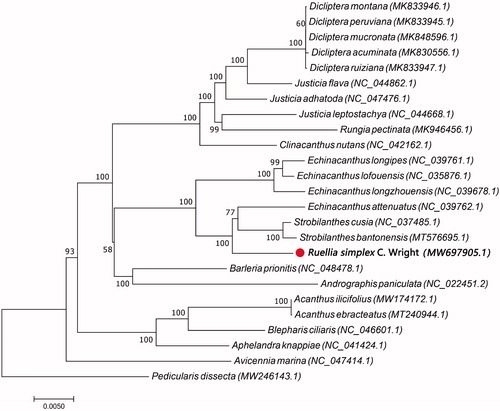Figure 1. A Maximum parsimony (MP) neighbor-joining phylogenetic tree was constructed using chloroplast genome sequences of 25 species within the Acanthaceae family, and the Orobanchaceae family as outgroup. Ruellia simplex is marked with a red circle.