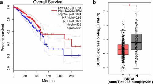 Figure 1. The expression of SOCS3 in breast cancer and its association with prognosis of patients with breast cancer. (a-b) Based on the GEPIA (http://gepia.cancer-pku.cn/index.html) website, we analyzed and evaluated the expression of SOCS3 in the TCGA-BRCA database (Breast Invasive Carcinoma, including 1085 tumor samples and 291 normal samples). (a) The impact of SOCS3 expression on the survival of patients with breast cancer. (b) The different expression of SOCS3 in BRCA and normal samples of people. *P < 0.05 vs. T. T, tumor samples in BRCA. N, normal samples.