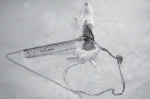 Figure 3. Measurement of length of intestine traveled by charcoal.