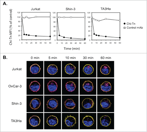 Figure 3. The Chi-Tn mAb is internalized into cancer cells. (A) Jurkat, Shin-3 or TA3Ha cells were incubated for 15 min on ice with the Chi-Tn mAb or with a control antibody (IvIg for human cells or trastuzumab for murine cells) at 20 µg/mL, washed, then transferred to 37°C for the indicated times. Cells were then labeled with GaH-Fc-PE, and the Chi-Tn mAb M.F.I. was determined by flow cytometry in the DAPI-negative living cells gate. For each sample, the Chi-Tn M.F.I. is expressed as a percentage of the Chi-Tn M.F.I. obtained for cells not transferred to 37°C (control cells). (B) Jurkat, OvCar-3, Shin-3 or TA3Ha cells were incubated on ice with the Chi-Tn mAb for 15 min, washed and transferred to 37°C for the indicated period of time. Cells were then fixed to glass coverslips and labeled. Yellow: actin network; pink: membrane-bound or internalized Chi-Tn mAb; blue: DAPI. Arrows indicate examples of internalized Chi-Tn mAb.