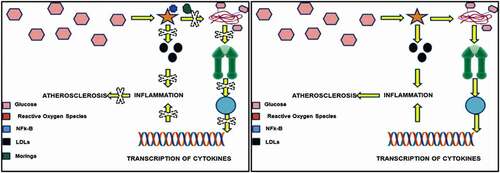 Figure 3. Effect of Moringa for the inhibition of atherosclerosis