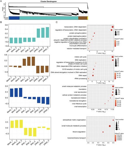 Figure 5. Identification of circRNA-mRNA co-expression modules and networks associated with the pathogenesis of MERS-CoV. (A) CircRNA-mRNA modules identified with WCGNA. (B, C) Bar plots of the eigengene values of the modules identified. Host genes of DE circRNAs and DE mRNAs attributed in each module were input to GO database to identify the top 8 overrepresented biological processes.