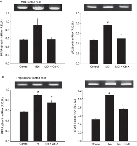 Figure 2.  Effects of Ob-X on mRNA expression of adipose-specific genes in 3T3-L1 cells. 3T3-L1 preadipocytes were differentiated into mature adipocytes as described in “Materials and Methods”. 3T3-L1 cells were treated with monocyte differentiation-inducing (MDI) differentiation mix (MDI), MDI plus 10 µg/mL Ob-X, 10 µM troglitazone (Tro), or 10 µM Tro plus 10 µg/mL Ob-X, and the effects of Ob-X on (A) MDI- or (B) troglitazone-induced expression of adipocyte-specific genes were investigated. Total cellular RNA was extracted from differentiated cells on day 6, and mRNA levels of peroxisome proliferator-activated receptor γ, aP2, and β-actin were measured using reverse transcription-polymerase chain reaction (RT-PCR). All values are expressed as the mean ± SD. Insets show representative RT-PCR bands used for quantitation. *Significantly different versus MDI or Tro, respectively, P < 0.05; #significantly different versus control, P < 0.05.