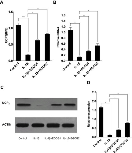 Figure 6 EGCG significantly increased the gene and protein expression levels of UCP3 in IL-1β-stimulated MIN6 cells. MIN6 cells were stimulated with IL-1β followed by co-cultivation with low (1mM) or high (5mM) EGCG for 24 h. (A) Summary of the immunohistochemical scores (IHS) for UCP3 protein levels for each group. (B) The gene expression levels of UCP3 in each group measured by qRT-PCR. (C) The protein levels of UCP3 in each group assessed by Western blotting and normalized to actin. (D) Bar chart showing a summary statistical results in (C). Data are representative of 2 independent experiments and presented as mean ±SD; *p < 0.05, **p < 0.01, ***p < 0.001. Significant differences were evaluated using one-way ANOVA with a post hoc test (Fisher’s least significant difference).