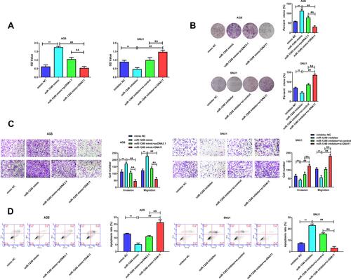 Figure 4 GNA11 reverses the properties of miR-1249 in gastric cancer cells. (A) Cell proliferation was detected by CCK8 assay in AGS and SNU1 cells. (B) The number of colonies in the expression of miR-1249 formed by AGS and SNU1 cells were tested by colony-forming assay. (C) The cell invasion and migration of AGS and SNU1 cells were tested by transwell assay. (D) The apoptosis of AGS and SNU1 cells were tested by flow cytometry assay. **p<0.01 vs mimic NC group. ##p<0.01 vs miR-1249 mimic group. &&p<0.01 vs miR-1249 mimic+pcDNA3.1 group.