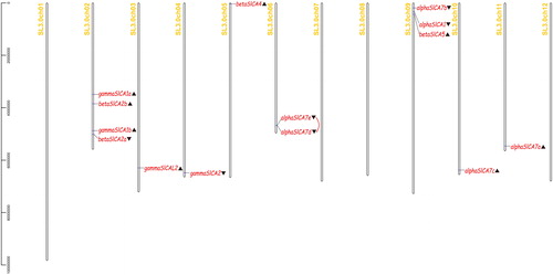Figure 1. Distribution of the 14 Solanum lycopersicum carbonic anhydrase (SlCA) genes on tomato chromosomes. Note: ▲ denotes reverse transcription and ▼ denotes forward transcription. The red line indicates a tandem repeat.