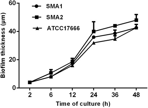 Figure 3 Average biofilm thickness (μm) at different time points of S. maltophilia strains by confocal laser scanning microscopy. Results are expressed as means ± SDs. The growth rate of the strain biofilm was similar before culture for 12 h, however between 12 h and 48 h incubation, the growth rate of SMA1 and SMA2 became faster, which was a little faster than that of ATCC17666.