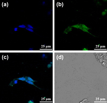 Figure 6. Confocal fluorescence microscopy images of the dODN@MUA–PBNPs treated 22rv1 cells: (a) blue fluorescence from the nuclei stained with DAPI, (b) green fluorescence from the FAM-labeled dODN, (c) the merged image of (a) and (b), and (d) the bright-field image of the cells.