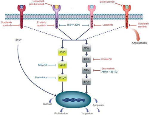 Figure 1 Pathways and targeted therapy in BTC.