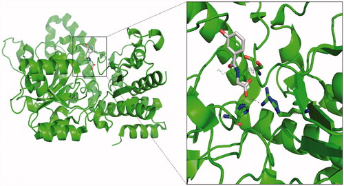 Figure 4. Structural character of kynureninase–3-hydroxyhippuric acid complex.