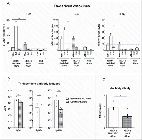 Figure 3. The rED44Her2-FrC conjugate vaccine induced potent CD4+ Th cell responses in BALB-neuT tolerant mice, which correlated with induction of a broad range of IgG antibody isotypes, and antibody of high affinity. (A) Tolerant BALB-neuT mice were vaccinated with either the rED44Her2-FrC conjugate vaccine, the rED44Her2 vaccine or a control vaccine (3–5 mice per group from three independent experiments). Spleens were taken at day 14 and the number of CD4+ Th cells secreting cytokines IL-2, IL-4 or IFNγ were measured by ELISpot after restimulation with rED44Her2 protein, FrC protein or an irrelevant control protein (Ovalbumin). The mean spot forming units (SFU) per 106 lymphocytes (with SEM) from each group of mice is plotted, with non-specific background values (restimulation with media alone) subtracted. The cut-off line represents 2 times responses from mice vaccinated with the control vaccine, or responses to the control protein, whichever was highest. Mann–Whitney statistics are shown, between rED44Her2 stimulated groups. Ns = p > 0.05. (B) Antibody isotypes (IgG1, IgG2a and IgG2b) were measured by ELISA in BALB-neuT tolerant mice at week 5, following both priming and boosting with the rED44Her2-FrC or rED44Her2 vaccines, in alum. (C) Antibody affinity was measured using a chaotropic ELISA. Affinity index indicates the concentration of chaotropic agent required to reduce antibody binding by 50%, with higher affinity antibody requiring a higher concentration to disrupt binding. Serum was taken at week 5, as in (B). In (B) and (C) medians are plotted with data pooled from three independent experiments with similar results. Mann–Whitney statistics are shown, with *p < 0.05, **p < 0.01.