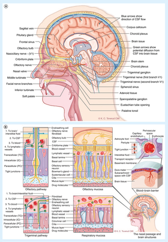 Figure 1. Potential transport routes for substances to enter the brain. (A) Lateral section of the human nose and brain showing key anatomical structures and nerves relevant to drug transport from the blood to brain and from the nose to the brain. (B) The potential transport routes for substances into the brain from the blood across the blood–brain barrier and along the olfactory and the trigeminal pathways. In order to reach the neurons in the brain, substances in the blood must cross the tight endothelial barrier of the brain capillaries (the blood–brain barrier), or first cross the more 'leaky' barrier of the choroid plexus into the CSF and subsequently cross the barrier between the CSF and the brain interstitium (blood–CSF barrier). The olfactory filaments penetrate the nasal mucosa of the upper part of the nose and substances may be transported inside the nerve axon (intracellular). Transport across the mucosa also occurs between the cells (paracellular) or through the cells (transcellular). After crossing the mucosa substances may follow channels surrounding the nerve bundles (perineuronal), be absorbed into submucosal blood and lymphatic vessels or move into the subarachnoid CSF where they may enter the brain interstitum via perivascular channels. The trigeminal nerve endings do not penetrate the mucosal surface. Substances must cross the mucosa and continue along the same transport routes as described above. A part of the ophthalmic branch (V1) innervates the upper anterior nasal segment with similar projections as the olfactory nerve. The maxillary branch (V2) provides sensory and parasympathetic innervation to the majority of the respiratory mucosa and projects to the brain stem.CSF: Cerebrospinal fluid.