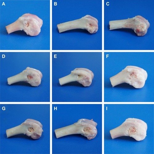 Figure 7 Photos of bone after 30 MGPC (A–C), 15 MGPC (D–F), and GPC (G–I) scaffolds implanted into femoral defects for 1 (A, D, G), 2 (B, E, H) and 3 months (C, F, I).Abbreviations: GA, gliadin; MGPC, mMCS/GA/PCL composites; mMCS, mesoporous magnesium calcium silicate; PCL, polycaprolactone.