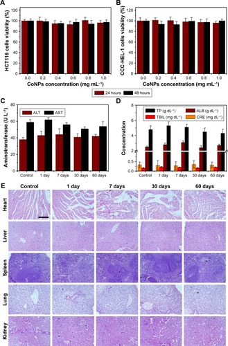 Figure 5 Cytotoxicity and biocompatibility of CoNPs-BSA.Notes: The viability of HCT116 cells (A) and CCC-HEL-1 cells (B) determined by MTT assay. Two aminotransferase (ALT and AST) (C), typical liver/kidney function indicators (TP, ALB, TBIL, and CRE) (D), and H&E stained tissue sections (E) of mice receiving CoNPs-BSA injection within 60 days postinjection. Mice receiving PBS injection was used as the control group. The scale bar was 50 µm.Abbreviations: ALB, albumin; ALT, alanine aminotransferase; AST, aspartate aminotransferase; CoNPs, Co3O4 nanoparticles; CRE, creatinine; TBIL, total bilirubin; TP, total protein.