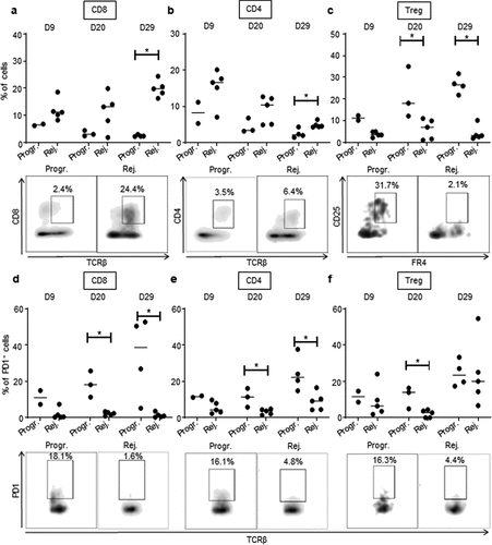 Figure 5. High CD8 T cells and low Treg infiltration in rejecting CRC tumors.