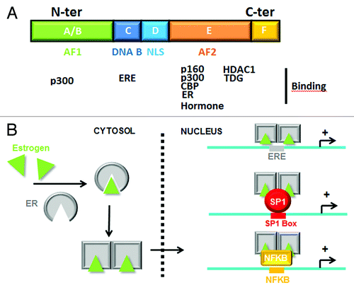 Figure 1. Structure and activation of Estrogen Receptor. (A) Schematic representation of ERα domains and their potential interaction with co-activators/co-repressors and ERE. (B) Mechanisms of ERα activation by estrogens. Recruitment of liganded ERα on DNA is mediated directly on ERE or not directly via SP1 or NFKB interaction.