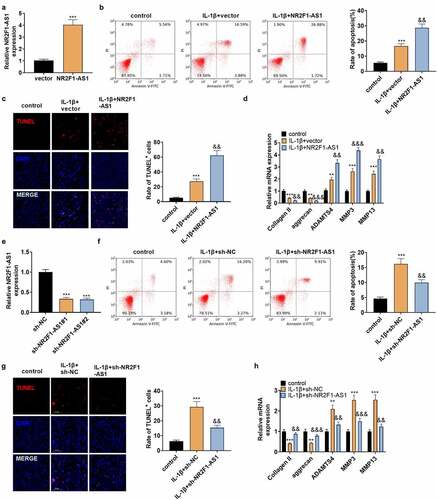 Figure 2. NR2F1-AS1 enhanced ECM degeneration and human NP cell apoptosis.