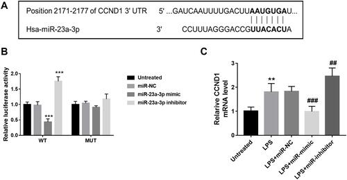 Figure 5 CCND1 was the target gene of miR-23a-3p. (A) According to the TargetScan analysis results, the complementary sequence of miR-23a-3p was found in the 3ʹ-UTR of CCND1. (B) Overexpression of miR-23a-3p inhibited the luciferase activity of WT 3ʹ-UTR of CCND1. But for the luciferase activity of MUT 3ʹ-UTR of CCND1, there was no significant difference among different groups. (C) CCND1 was upregulated in HaCaT cells after LPS treatment, but miR-23a-3p mimic transfection reduced the level of CCND1, and miR-23a-3p downregulation further increased the level of miR-23a-3p. **P < 0.01, ***P < 0.001 compared with untreated group. ##P < 0.01, ###P < 0.001, compared with LPS group.