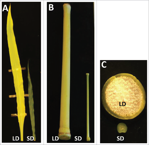 Figure 2. Morphology of sweet sorghum Theis genotype,grown under long day (LD) and short day (SD) conditions. Leaves (A) and internodes (B) from equivalent positions at maturity are shown from plants grown under long days (LD) or short days (SD). (C), Cross section of stems from equivalent position grown under LD or SD conditions.
