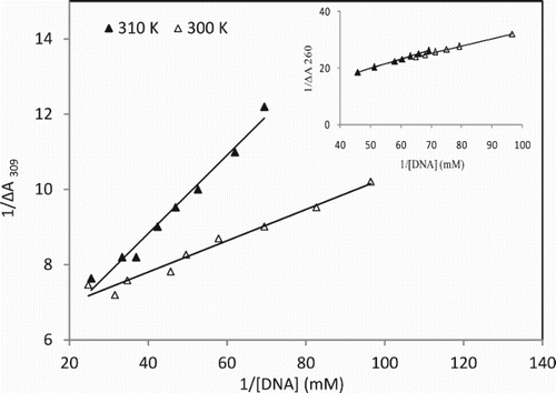 Figure 6. The changes in the absorbance of fixed amount of metal complexes in the interaction with varying amount of CT-DNA at 300 and 310 K. The linear plot of the reciprocal of Δ A vs. the reciprocal of [DNA] for [Pt(bpy)(pr-dtc)]Br. Inset: for [Pd(bpy)(pr-dtc)]Br.