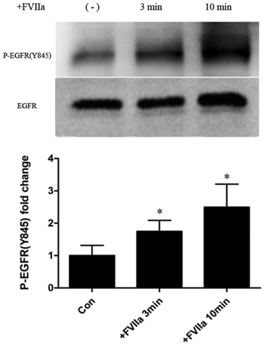 Figure 4. FVIIa promotes the phosphorylation of EGFR. Western blot analysis of EGFR phosphorylation at Y-845 site. *P＜0.05.