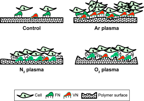 Figure S8 Schematic representation of the mechanism by which cells interact with unmodified and plasma surface-modified scaffolds using Ar, N2 and O2 plasma treatments.Notes: Control scaffolds show lower protein adsorption and cell attachment, Ar-modified scaffolds show moderate roughness, with higher VN adsorption from serum protein, N2 plasma-modified scaffolds show higher FN adsorption compared with O2 plasma-modified scaffolds, which exhibit the highest surface roughness. Image not to the scale.Abbreviations: Ar, argon; FN, fibronectin; N2, nitrogen; O2, oxygen; VN, vitronectin.