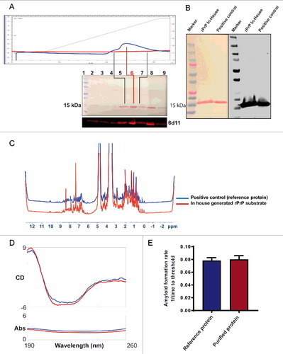 FIGURE 1. Biochemical and biophysical characterization of purified Syrian Hamster recombinant prion protein (SHrPrP) (90–231 residues). (A) The top panel is the elution of rPrP using FPLC. The middle panel consists of total protein stain using Ponceau S solution. The bottom panel is the Western blot analysis of eluted rPrP using 6D11 antibody. The numbers 1–9 in the middle panel show samples loaded in each well during Western blot. Lane 1 represents molecular weight standards. Lanes 2–7 represent the protein fractions collected at different steps of protein purification. Lanes 5 & 7 (black lines) represent the early and late peak fractions, respectively, during elution of protein. Lane 6 (red line) represents the middle of the peak fraction of the eluted protein, which is used as a substrate in the RT-QuIC assay. Lane 8 represents the positive control, which is also an SHrPrP (90–231), from Dr. Caughey and colleagues, used as a reference. (B) Total protein stain (Ponceau S) and Western blot analysis of pooled SHrPrP (90–231) of purified protein and a positive control with the 6D11 antibody. The first lane is molecular weight standards, the second lane is purified protein and the third lane is a positive control. (C & D) NMR and CD spectroscopy images of SHrPrP (90–231). The blue line represents the SHrPrP (90–231) positive control purified at the Caughey lab, and the red line represents SHrPrP (90–231) that we purified. (E) AFR in the RT-QuIC assay using reference protein and purified protein as substrates. The blue bar indicates reference protein, while the red bar indicates purified protein.