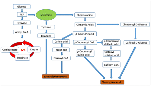 Figure 5. A Satellite metabolic pathway of the functional ingredient (FI) metabolites, mainly chlorogenic acid and N-feruloyltyramine, detected in diploid potato.