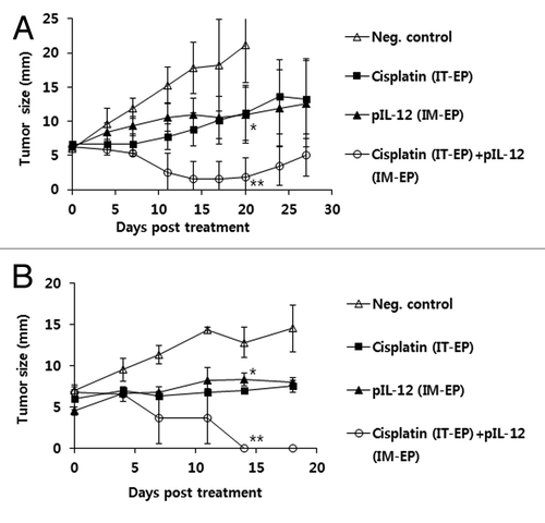 Figure 4. Combined antitumor therapeutic effects of IT-EP of cisplatin plus IM-EP of IL-12 cDNA. (A) Groups of mice (n = 5/group) were challenged s.c. with 5 × 105 B16 cells/mouse. When tumor sizes reached 7 mm, the animals were injected once with cisplatin at 2.5 mg/kg by IT-EP. Some groups of mice received IM-EP of IL-12 cDNA at 5 μg per mouse at 0, 4 and 11 d. Tumor sizes were measured at various time points throughout the experiment. Values and bars represent mean tumor size and the SD, respectively. (B) Similar experiments in Figure 4A. *p < 0.05 compared with neg. control, **p < 0.05 compared with either cisplatin or pIL-12.