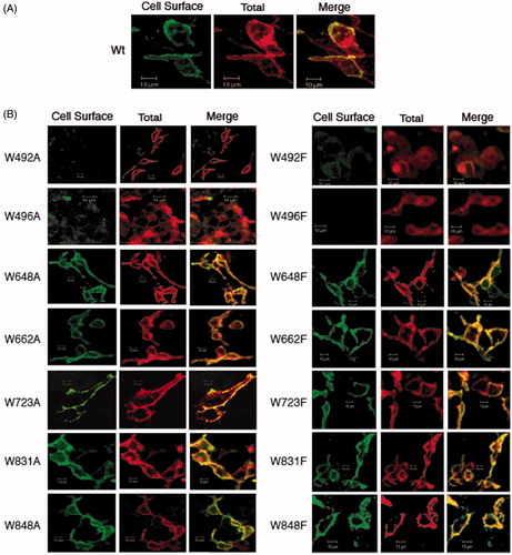 Figure 10. Immunolocalization of C-terminal His6-tagged mdAE1 (A) and tryptophan mutants (B) expressed in HEK cells was performed as described in Figure 3. Cell surface expression of mdAE1 in intact cells was visualized as green, total mdAE1 expression in permeabilized cells was visualized as red, and the overlap representing cell surface mdAE1 was visualized in yellow. The mdAE1 mutants W648A/F, W662A/F, W723A/F, W831A/F and W848A/F all showed cell surface expression, while W492A/F and W496A/F did. Wt mdAE1 and all mutants also showed intracellular localization. (In the black and white version of this figure, the yellow colour is seen as bright.)
