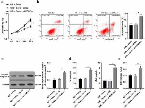 Figure 6. KDM3A silencing annuls the protective role of SPC in H/R-treated H9c2 cells. H/R-treated H9c2 cells with SPC were transfected with si-KDM3A. A, H9c2 cell viability was tested by CCK-8 method. B, H9c2 cell apoptosis was detected by flow cytometry. C, cleaved-caspase-3 protein levels were detected by Western blot; D, CK-MB and cTnI levels in H9c2 cells were evaluated by ELISA. E, LDH level in H9c2 cells was evaluated by colorimetry. The independent experiments were conducted 3 times. The data were presented as mean ± standard deviation. One-way ANOVA was used to analyze the data in panels B-E, and two-way ANOVA was used to analyze the data in panel A. Tukey’s multiple comparisons test was applied for the post hoc test. * p < 0.05.