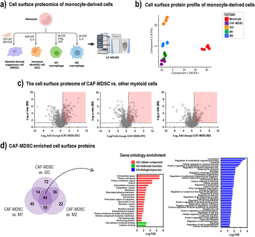 Figure 2. The cell surface proteome of CAF-MDSC is enriched in proteins. (a) Monocytes were differentiated to cancer-associated fibroblast-induced myeloid derived suppressor cells (CAF-MDSC), immature dendritic cells (iDC), M1 and M2 macrophage and subjected to label-free proteomics. (b) Principal component analysis of the cell surface proteome profile of monocytes and differentiated cells – CAF-MDSC, iDC, M1 and M2 macrophage. (c) Differential protein expression analysis of cell surface proteins in CAF-MDSC vs. iDC or M1 or M2 macrophage; cell surface proteins were filtered based on GOCC terms ‘plasma membrane’ and ‘extracellular space’; significantly enriched cell surface proteins in CAF-MDSC (fold change > 2; FDR < 0.05) are enclosed in red box (dotted line on x-axis: Log2 = 1.0; y-axis: p-value (BH) = 0.05). (c) Overlap of significantly enriched cell surface proteins in CAF-MDSC vs. other cell types. (d) Gene ontology enrichment of significantly enriched cell surface proteins in CAF-MDSC (44 proteins) using STRING DB.