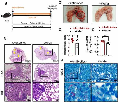 Figure 1. Gut microbiota is required for the control of M. tuberculosis infection.