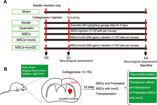 Figure 1 Abstract graphics of the experimental protocols. (A) Grouping, treatment procedures, and a concise timeline for experimental mice. (B) A schematic diagram of the ICH mice administered with MSCs and pretreated MSCs with IronQ.