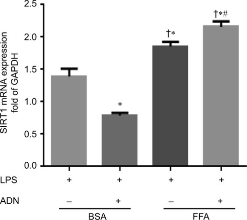 Figure 4 adiponectin treatment and SIRT1 mRNA expression.Notes: There was a significant increase in the expression of SIRT1 mRNA in FFA-fed macrophages vs BSA-fed macrophages. Moreover, adiponectin treatment showed decreased SIRT1 mRNA expression in BSA-fed macrophages compared to FFA-fed macrophages; there was a significant increase in SIRT1 mRNA expression with adiponectin treatment. *P<0.05 vs BSA + LPS; †P<0.05 vs BSA + LPS + ADN; #P<0.05 vs FFA + LPS.Abbreviations: BSA, bovine serum albumin; FFA, free fatty acid; LPS, lipopolysaccharide; SIRT1, sirtuin-1; ADN, adiponectin.