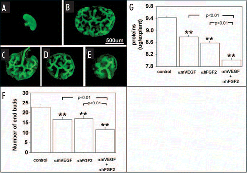 Figure 2 Effect of endogenous VEGF and FGF2 sequestering by specific antibodies on UB growth in metanephroi cultured under HC. UBs were stained using by FITC-conjugated DBA. (A) Metanephros freshly dissected from 12-day embryo. Metanephros cultured for two days in control media (B, control) or control media plus 1 µg/ml αmVEGF (C), 25 µg/ml αhFGF2 (D), or a combination of two (E). (F) Quantitative analysis of the inhibition of UB branching. (G) Metanephros protein content. Data shown in (A–E) are representative. Data shown in (F and G) are means ± SEM of four independent experiments. **p < 0.01 versus control.