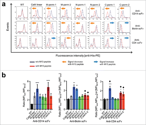 Figure 6. Identification of switchable scFv-CaM-fusions of different antibodies. (a) Human blood cells (PBMC, peripheral blood mononuclear cells) were stained with purified anti-CD14 scFvs, anti-biotin scFvs or anti-CD4 scFvs containing CaM linkers and subsequently analyzed by flow cytometry. The amount of bound scFv-variants in 2 different setups (dark blue graphs: binding to antigen in presence of calcium only [without M13 peptide]; red graphs: binding to antigen in calcium- and M13 peptide-containing buffer) was compared. Living-PE-positive cells were taken into account. An M13 peptide-dependent change in fluorescence intensity is indicated by orange (signal decrease) and light blue (signal increase) arrows. The results are from a representative experiment (n = 6 [anti-CD14, anti-CD4] or n = 3 [anti-biotin]). (b) Statistical analysis of data shown in (a). The ratio of the median fluorescence intensities (MFI) obtained in the different buffer setups was determined, where a ratio > 1 indicates an M13 dependent change in signal intensity. ScFv-CaM-variants which show an M13 peptide-dependent increase in fluorescence intensity are marked with black diamonds. The mean results with range (indicated by error bars) of 6/3 independent experiments (n = 6 [anti-CD14, anti-CD4] or n = 3 [anti-biotin]) are shown. Ratios were compared with the corresponding wildtype control via Kruskal-Wallis with Dunn's multiple comparisons test (*p < 0.05; **p < 0.01; ***p < 0.001; ****p < 0.0001). Abbreviations, WT: scFv with (G4S)3-linker (control); CaM linear: scFv with linearly cloned calmodulin-linker; M/N/C-perm-1/2: scFv with permutated calmodulin-linker; w/o: without; CD: cluster of differentiation; PE: phycoerythrin.