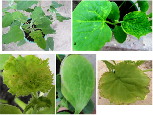 Figure 1. Symptoms on test plant species induced by PNRSV isolates; (A) local and systemic infection on Chenopodium quinoa (isolate PN15); (B) local and systemic symptoms on the leaves of Cucumis sativus cv. Amelia (isolate PV8); (C) systemic necrosis on the leaves of Cucumis sativus cv. Amelia (isolate PN10); (D) and (E) local and systemic peripheral necrosis, respectively, on the leaves of Cucurbita pepo cv. Black Beauty (isolate PN7) (original A. B.).