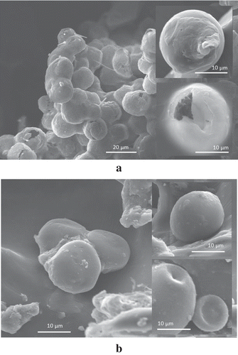 Figure 6. SEM images of microcapsules made of SPI nanofibrils (a) and WPI nanofibrils (b).