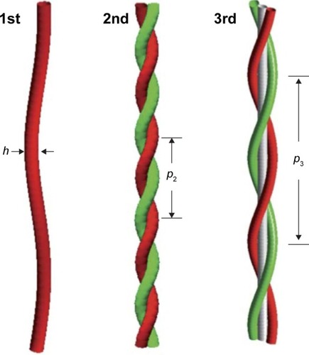 Figure 5 Model of periodic multi-strand fibril produced by the aggregation of aperiodic single fibrils: fibrils of the nth order are twisted bundles containing n single fibrils.Notes: h and pn are respectively the thickness of a single fibril (1st order) and the period of nth order fibrils. Adapted from Zappone B, De Santo MP, Labate C, Rizzuti B, Guzzi R. Catalytic activity of copper ions in the amyloid fibrillation of β-lactoglobulin. Soft Matter. 2013;9:2412–2419, with permission of The Royal Society of Chemistry.Citation52