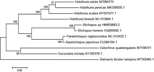 Figure 1. Phylogenetic tree of C. quadrangularis and related species based on maximum likelihood(ML) method.