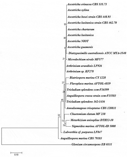 Figure 1. Phylogenetic placement of deep-sea derived Ascotricha sp. using the maximum-likelihood method based on the Tamura-Nei model. Bootstrap values were indicated at nodes based on a neighbour-joining analysis of 1000 replicates. Scale bar was equal to 0.1 substitutions per nucleotide position.