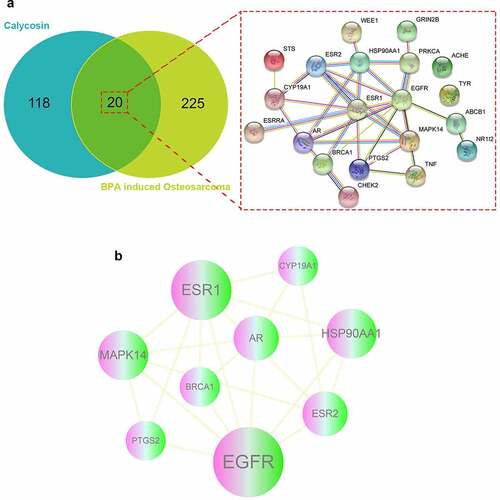 Figure 1. (a) As showed in Venn diagram assay, all candidate, mapped targets of calycosin and BPA-related OS were identified and produce network map using shared targets. (b) After further bioinformatics analysis, all 9 core targets of calycosin in the treatment of BPA-related OS were identified accordingly