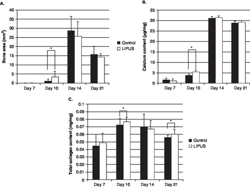 Figure 4.  Areas of bone formation on radiogram (A), calcium content (B), and total collagen content (C) between control and low-intensity pulsed ultrasound (LIPUS) sides at each time point. Each value represents the mean ± SD. At Day 10, areas of bone formation on radiogram were significantly larger in the LIPUS side than that of in the control (P = 0.049). There was a significant increase in the calcium content with LIPUS exposure at Day 10 (P = 0.008). The total collagen content with LIPUS exposure was increased significantly over control at Day 10 (P = 0.022) and at Day 21 (P = 0.049). *P < 0.05 for LIPUS side versus control side.