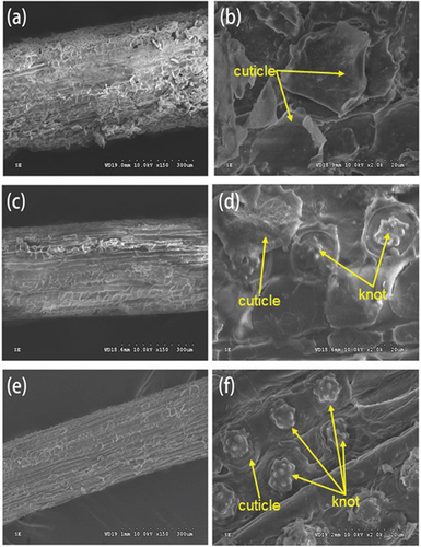 Figure 6. Microscopic SEM images of the surface of UCF (a), a part of the surface of UCF (b), surface of AACF (c), a part of the surface of AACF (d), surface of ACF (e), and a part of the surface of ACF (f).