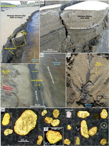Figure 7. Waipapa Stream fluvial sediments and black sand concentrations. (a) Tidal delta on Waipapa beach, looking upstream, showing black sand layers. (b) Close view of collapsing stream bank in a, with black sand layers being recycled into the active stream. (c) Black sand concentrates formed where the stream is eroding a Millennial dune (as in Figure 3). (d) Small-scale black sand concentrates in centres of erosional channels in the eroding bank of Waipapa Stream. (e) Compilation of images of detrital gold and one particle of platinum from black sand in Waipapa Stream (as in c), all at the same scale showing a wide range of particle sizes. The smallest particle is circled at centre right. The particle on the lower right may be toroidal (cf Figure 9j). (f) Flake from the same sample as (e), mounted obliquely (slope down to lower right) to show the 10 µm rim thickness (extra small scale bar added).