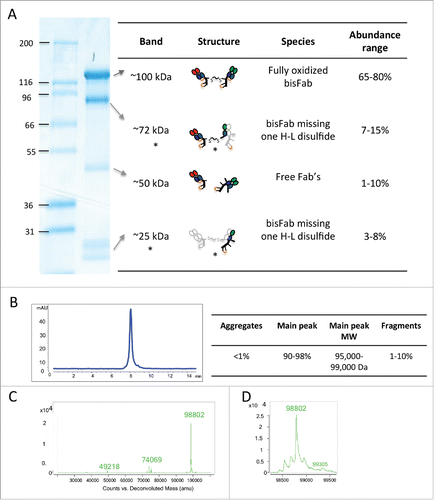 Figure 2. Biochemical characterization of a representative purified bisFab. (A) Non-reducing SDS-PAGE. The table indicates the structures of the corresponding bands as deduced based on the mass spectrometry analysis. The species indicated with asterisks are likely bisFabs missing one S-S bond between a heavy and light chain that dissociates under denaturing conditions. The light gray chain in the structure indicates the dissociated chain. The relative abundance of each band was determined by densitometry of 30 independent bisFabs and shown is the range observed for each band. (B) Analytical size-exclusion chromatography. The Table shows the observed range of aggregation and low molecular weight fragments obtained for the panel of bisFabs and the molar masses calculated by multi-angle laser light scattering. (C) Mass spectrometry analysis showing mass deconvolution between 20 kDa and 120 kDa, and (D), a zoom-in of the mass spectrometry analysis in the 98 kDa area. Homodimers were absent or below 2%.